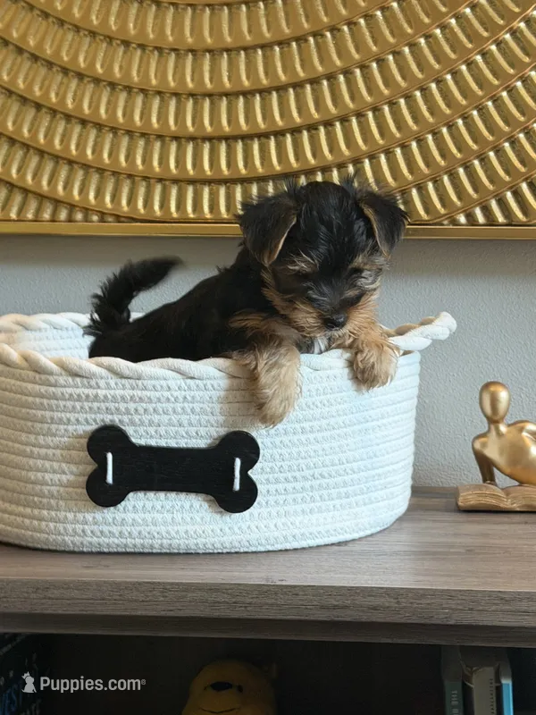 Blue Bands  – Yorkshire Terrier puppy for sale in Madison, WI