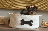 June , a female Yorkshire Terrier for sale in Madison, WI – 3 of 3