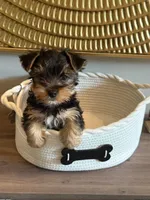 Blue Bands , a male Yorkshire Terrier for sale in Madison, WI – 2 of 3