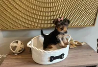 June , a female Yorkshire Terrier for sale in Madison, WI – 2 of 3