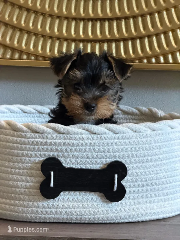 Blue Bands  – Yorkshire Terrier puppy for sale in Madison, WI