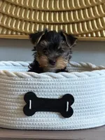 Blue Bands , a male Yorkshire Terrier for sale in Madison, WI – 1 of 3
