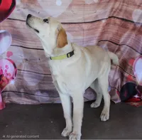 Aramis, a male Labrador Retriever for sale in Anza, CA – 2 of 6