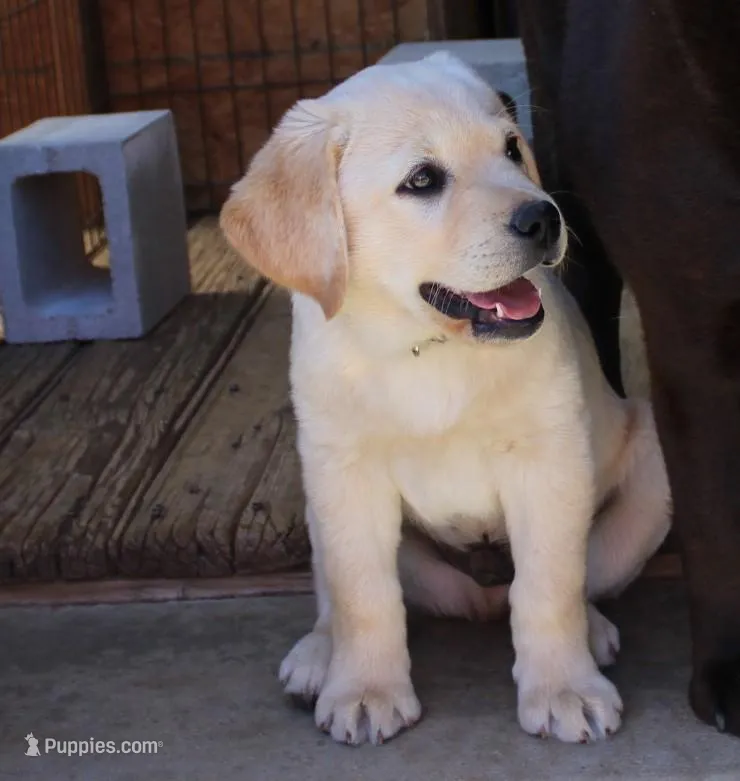 Bilbo – Labrador Retriever puppy for sale in Anza, CA