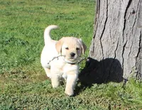 Bilbo, a male Labrador Retriever for sale in Anza, CA – Photo 2 of 5