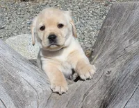 Bilbo, a male Labrador Retriever for sale in Anza, CA – Photo 3 of 5