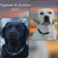 Bilbo, a male Labrador Retriever for sale in Anza, CA – Photo 5 of 5