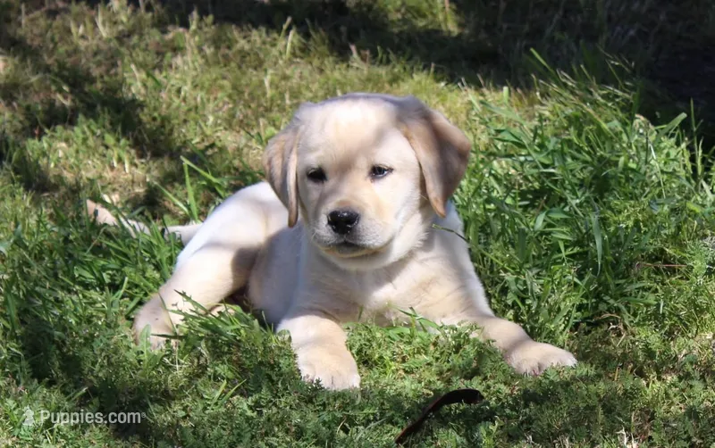 Bilbo – Labrador Retriever puppy for sale in Anza, CA
