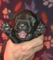 Gandolf, a male Labrador Retriever for sale in Anza, CA – Photo 1 of 4