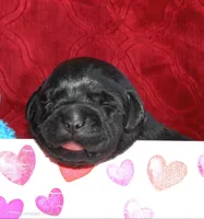 Gandolf, a male Labrador Retriever for sale in Anza, CA – Photo 3 of 4