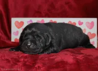 Gandolf, a male Labrador Retriever for sale in Anza, CA – Photo 4 of 4