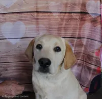 Aramis, a male Labrador Retriever for sale in Anza, CA – 6 of 6