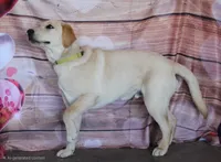 Aramis, a male Labrador Retriever for sale in Anza, CA – 3 of 6