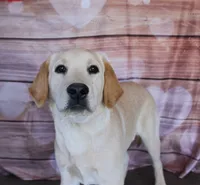 Aramis, a male Labrador Retriever for sale in Anza, CA – 5 of 6