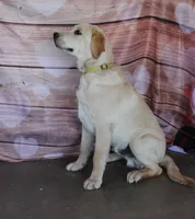 Aramis, a male Labrador Retriever for sale in Anza, CA – 4 of 6