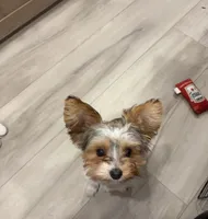 Simon, a male Biewer for sale in Portland, OR – Photo 3 of 3