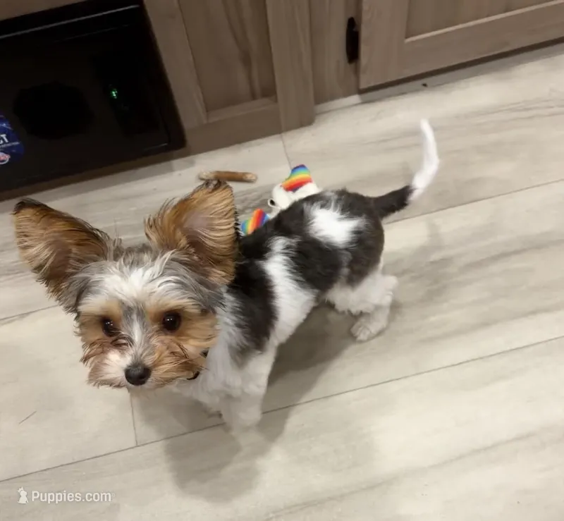 Simon – Biewer puppy for sale in Portland, OR