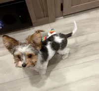 Simon, a male Biewer for sale in Portland, OR – Photo 1 of 3