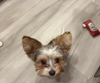 Simon, a male Biewer for sale in Portland, OR – Photo 2 of 3