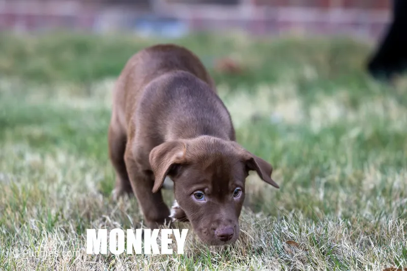 Monkey – Catahoula Leopard Dog, American Pit Bull Terrier puppy for sale in Edmond, OK
