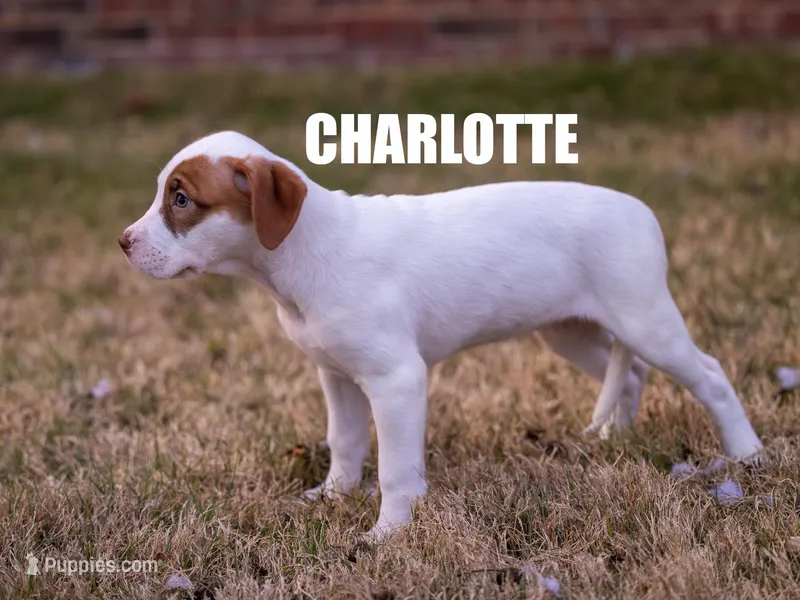 Charlotte – Catahoula Leopard Dog, American Pit Bull Terrier puppy for sale in Edmond, OK