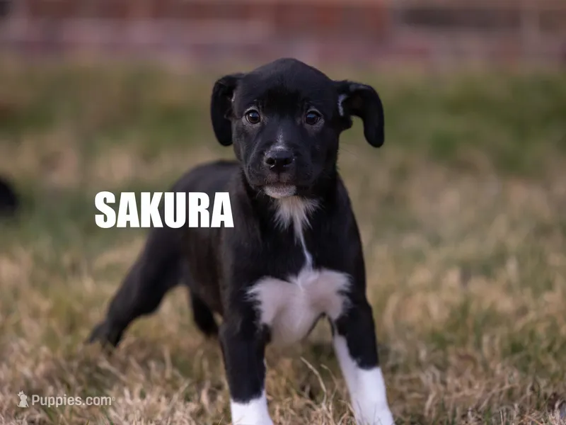 Sakura – Catahoula Leopard Dog, American Pit Bull Terrier puppy for sale in Edmond, OK
