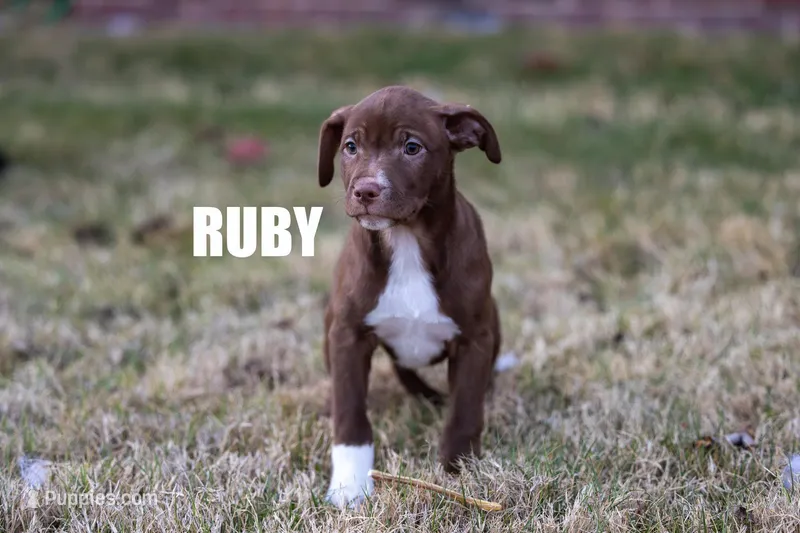 Ruby – Catahoula Leopard Dog, American Pit Bull Terrier puppy for sale in Edmond, OK