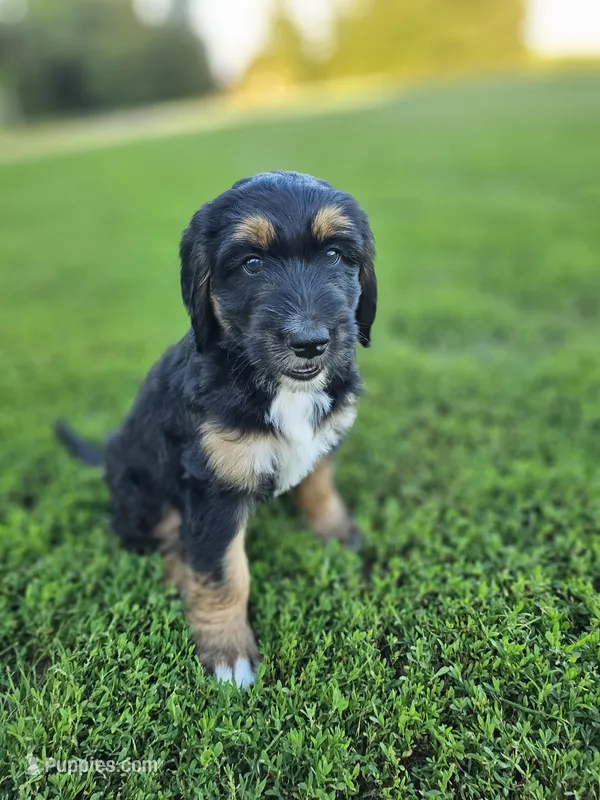 Maple – Saint Bernard, Bernedoodle puppy for sale in Liberty Center, OH
