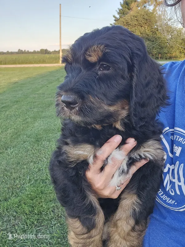 Blaze – Saint Bernard, Bernedoodle puppy for sale in Liberty Center, OH