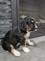 Lilly, a female Saint Bernard and Bernedoodle for sale in Liberty Center, OH – 2 of 2