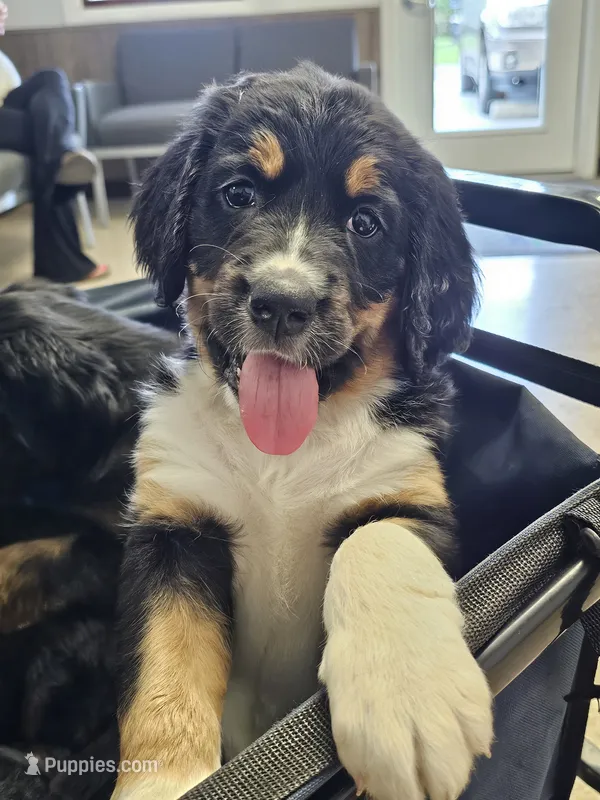 Lilly – Saint Bernard, Bernedoodle puppy for sale in Liberty Center, OH