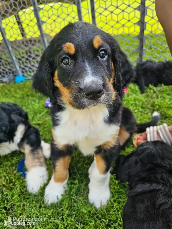 Lilly – Saint Bernard, Bernedoodle puppy for sale in Liberty Center, OH