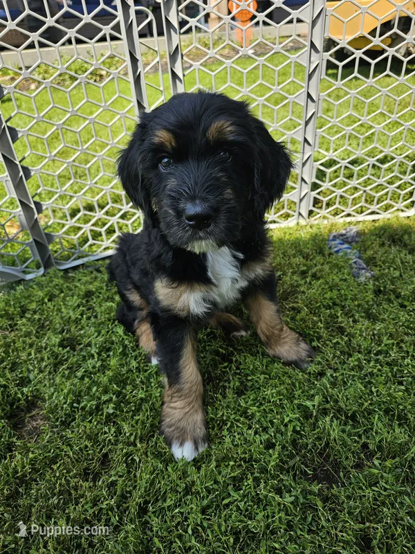 Maple – Saint Bernard, Bernedoodle puppy for sale in Liberty Center, OH