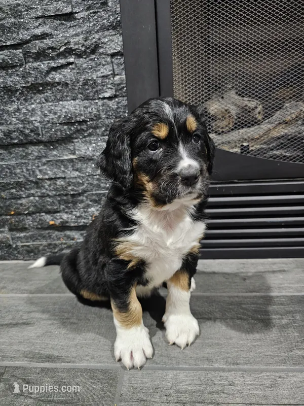 Lilly – Saint Bernard, Bernedoodle puppy for sale in Liberty Center, OH