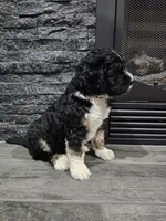 Bud, a male Saint Bernard and Bernedoodle for sale in Liberty Center, OH – 2 of 2