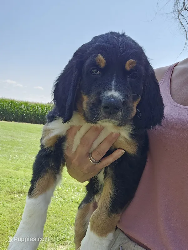 Lilly – Saint Bernard, Bernedoodle puppy for sale in Liberty Center, OH