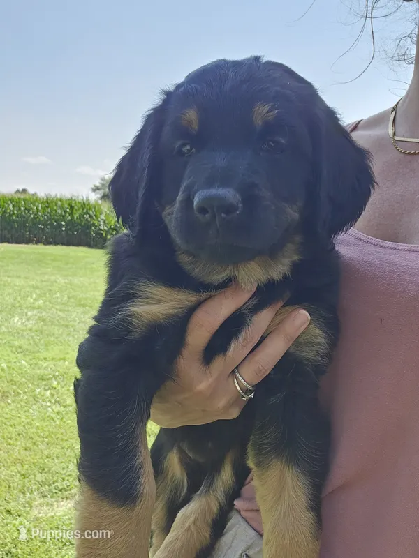 Iris – Saint Bernard, Bernedoodle puppy for sale in Liberty Center, OH