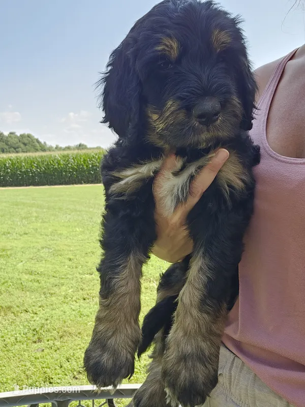 Blaze – Saint Bernard, Bernedoodle puppy for sale in Liberty Center, OH