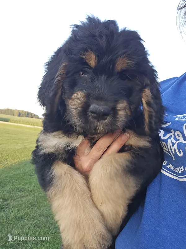 Ivy – Saint Bernard, Bernedoodle puppy for sale in Liberty Center, OH