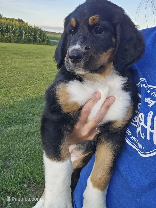 Lilly – Saint Bernard, Bernedoodle puppy for sale in Liberty Center, OH