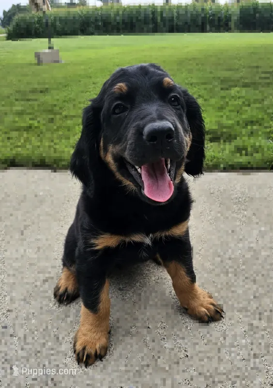 Iris – Saint Bernard, Bernedoodle puppy for sale in Liberty Center, OH