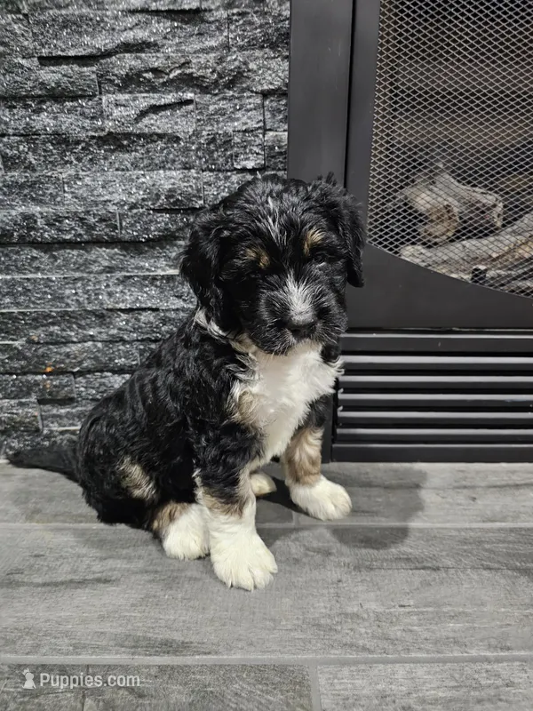 Bud – Saint Bernard, Bernedoodle puppy for sale in Liberty Center, OH