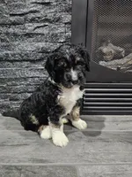 Bud, a male Saint Bernard and Bernedoodle for sale in Liberty Center, OH – 1 of 2