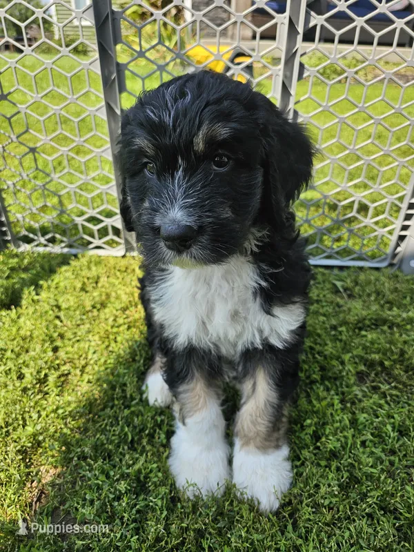 Bud – Saint Bernard, Bernedoodle puppy for sale in Liberty Center, OH