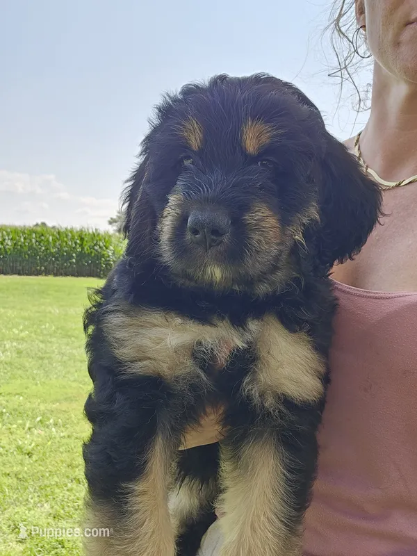 Ivy – Saint Bernard, Bernedoodle puppy for sale in Liberty Center, OH
