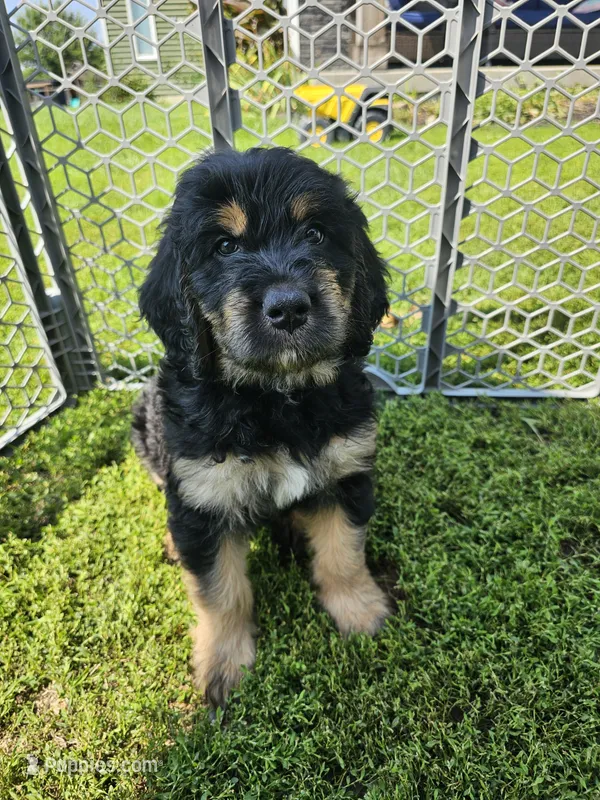 Ivy – Saint Bernard, Bernedoodle puppy for sale in Liberty Center, OH