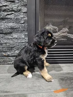 Sage, a female Saint Bernard and Bernedoodle for sale in Liberty Center, OH – 2 of 2