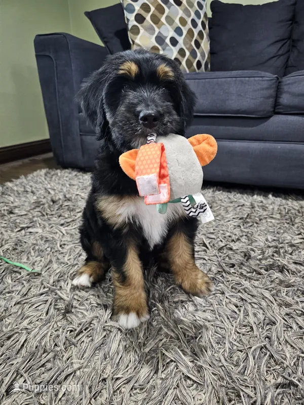 Maple – Saint Bernard, Bernedoodle puppy for sale in Liberty Center, OH
