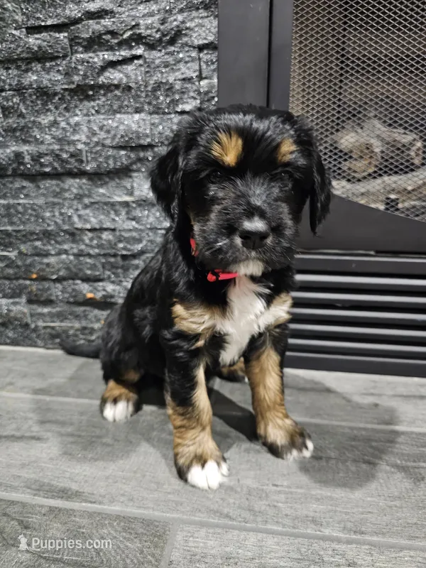 Maple – Saint Bernard, Bernedoodle puppy for sale in Liberty Center, OH