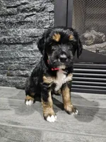 Maple, a female Saint Bernard and Bernedoodle for sale in Liberty Center, OH – 1 of 2